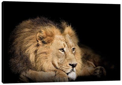 Lion Resting On Black Background Canvas Art Print - Adrian Vieriu