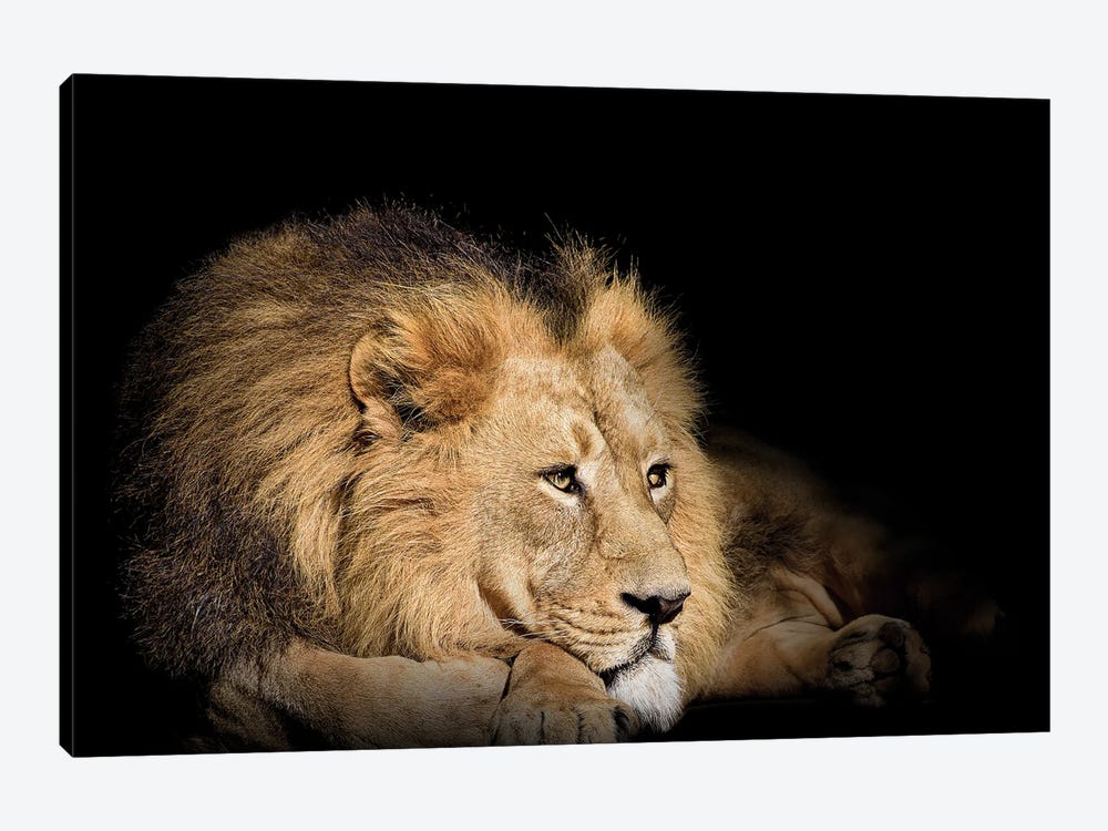 Lion Resting On Black Background by Adrian Vieriu 1-piece Canvas Art