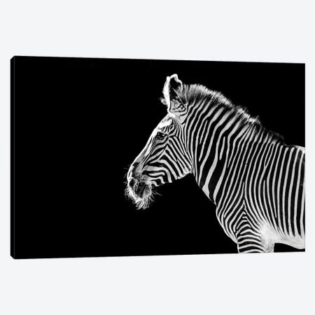 Zebra Profile On Black Canvas Print #AVU31} by Adrian Vieriu Canvas Art