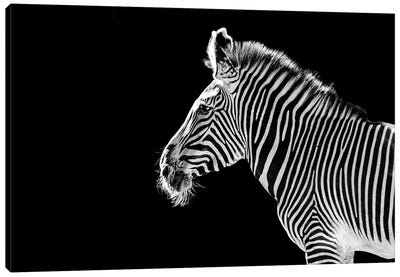 Zebra Profile On Black Canvas Art Print - Adrian Vieriu