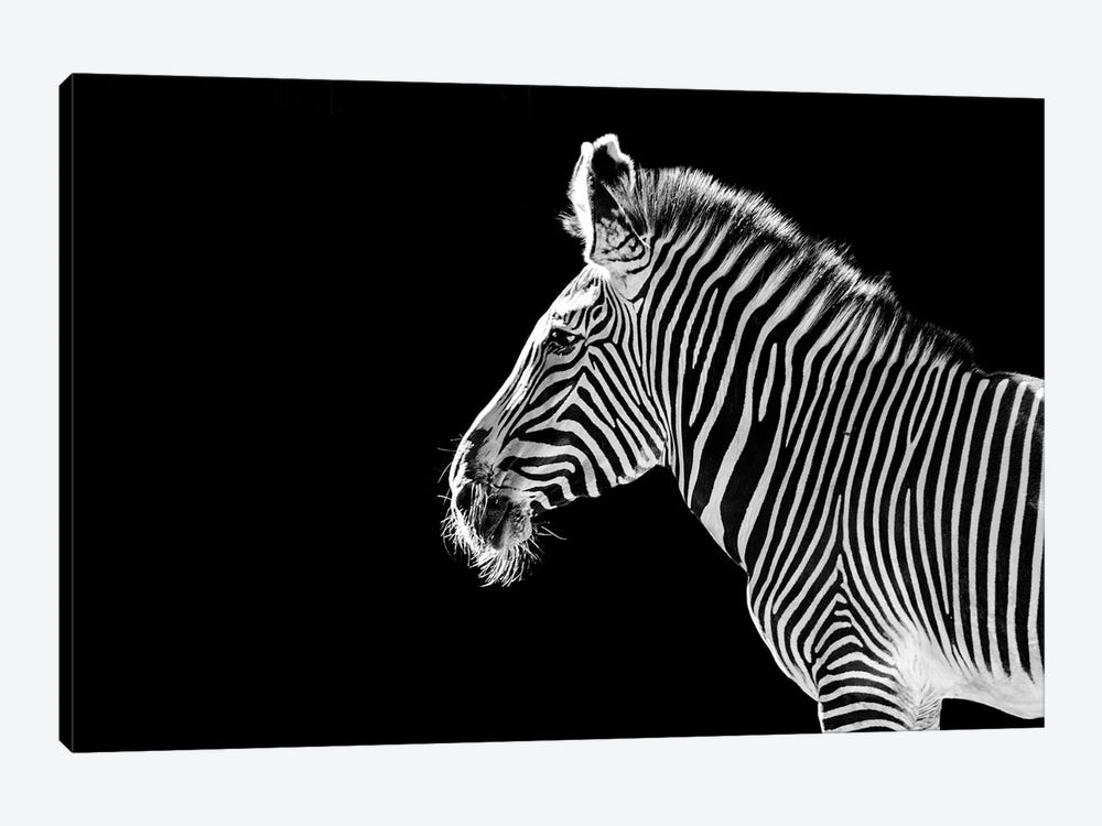 Zebra Profile On Black by Adrian Vieriu 1-piece Art Print