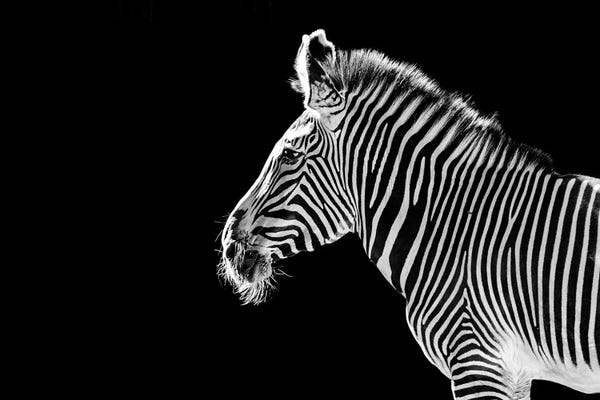 Zebras: Zebra Profile On Black by Adrian Vieriu