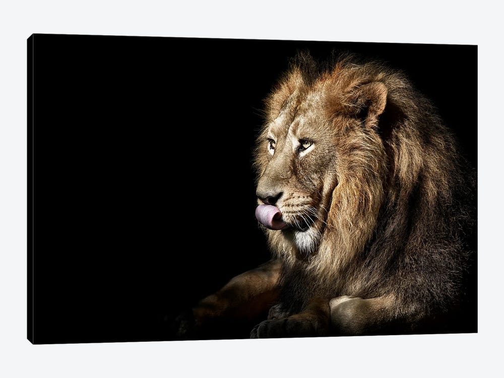 Lion by Adrian Vieriu 1-piece Canvas Wall Art
