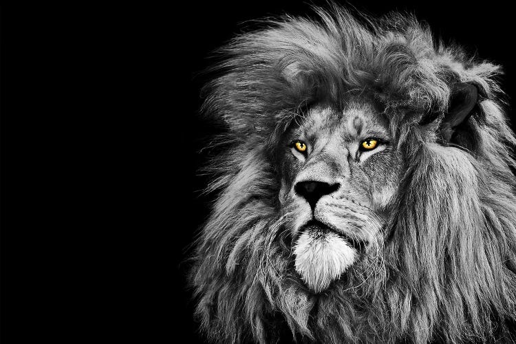 Lion Looking Up Black White