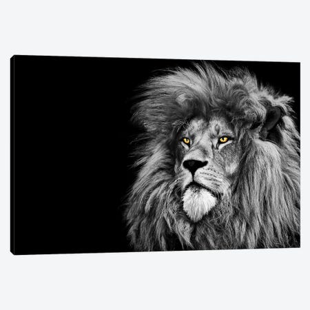 Lion Looking Up Black White Canvas Print #AVU33} by Adrian Vieriu Canvas Art
