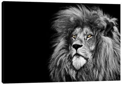 Lion Looking Up Black White Canvas Art Print - Adrian Vieriu