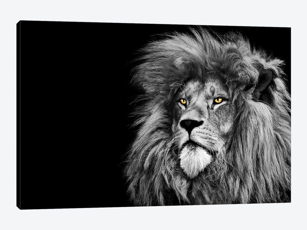 Lion Looking Up Black White by Adrian Vieriu 1-piece Canvas Print