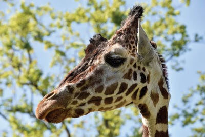 Giraffe Head by Adrian Vieriu framed canvas print