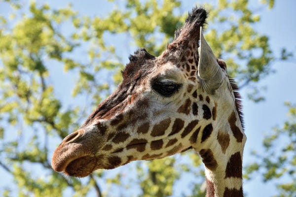 Giraffes: Giraffe Head by Adrian Vieriu