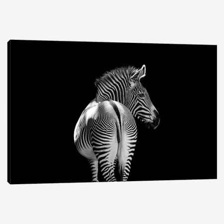 Zebra Walking Away Black And White Canvas Print #AVU35} by Adrian Vieriu Canvas Print