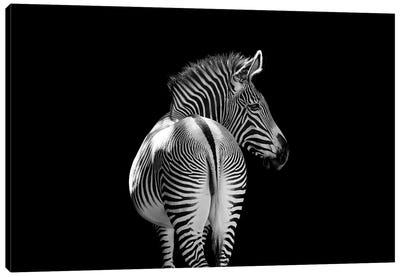 Zebra Walking Away Black And White Canvas Art Print - Adrian Vieriu