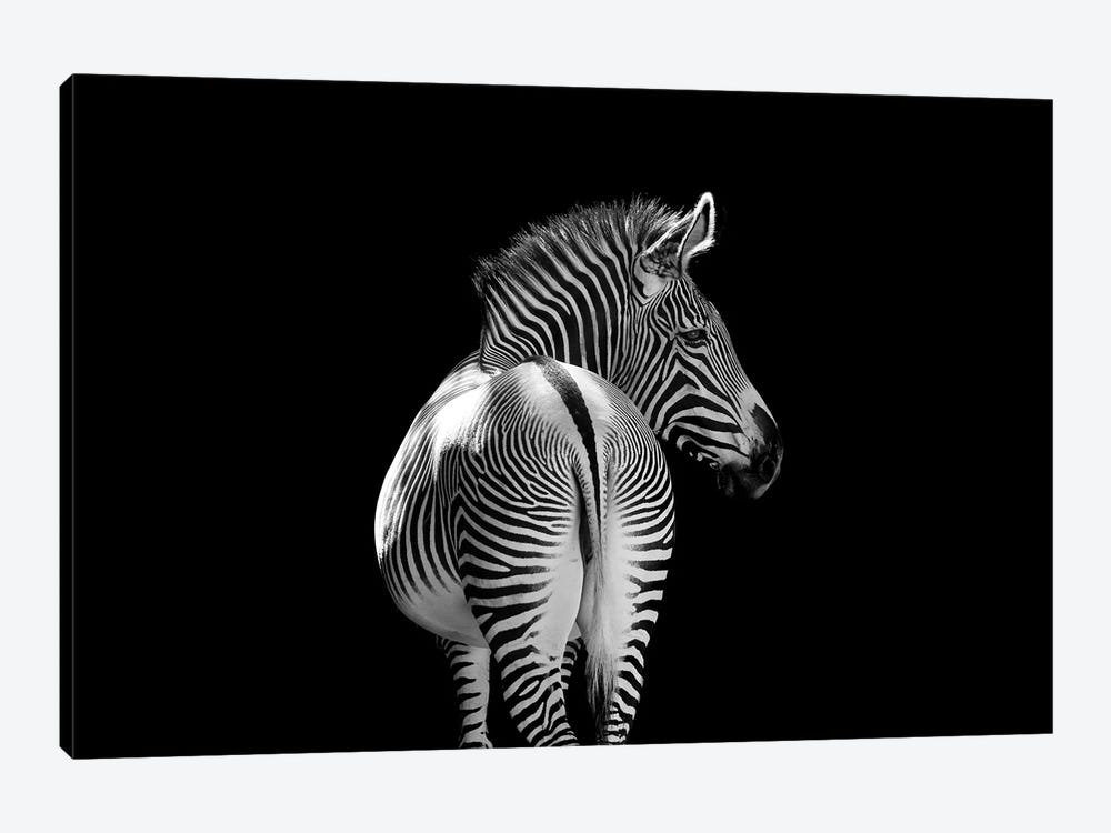 Zebra Walking Away Black And White by Adrian Vieriu 1-piece Canvas Print