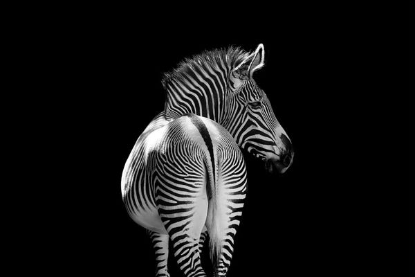 Zebras: Zebra Walking Away Black And White by Adrian Vieriu