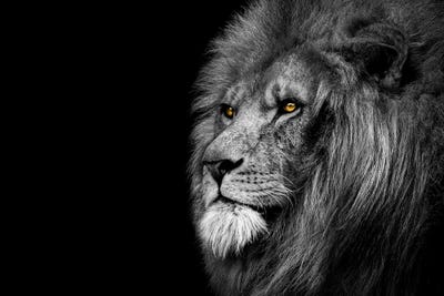 Lion Looking Off Black And White by Adrian Vieriu canvas print