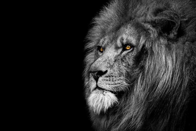 Lion Looking Off Black And White