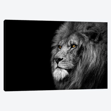 Lion Looking Off Black And White Canvas Print #AVU36} by Adrian Vieriu Canvas Print