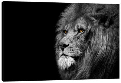 Lion Looking Off Black And White Canvas Art Print - Adrian Vieriu