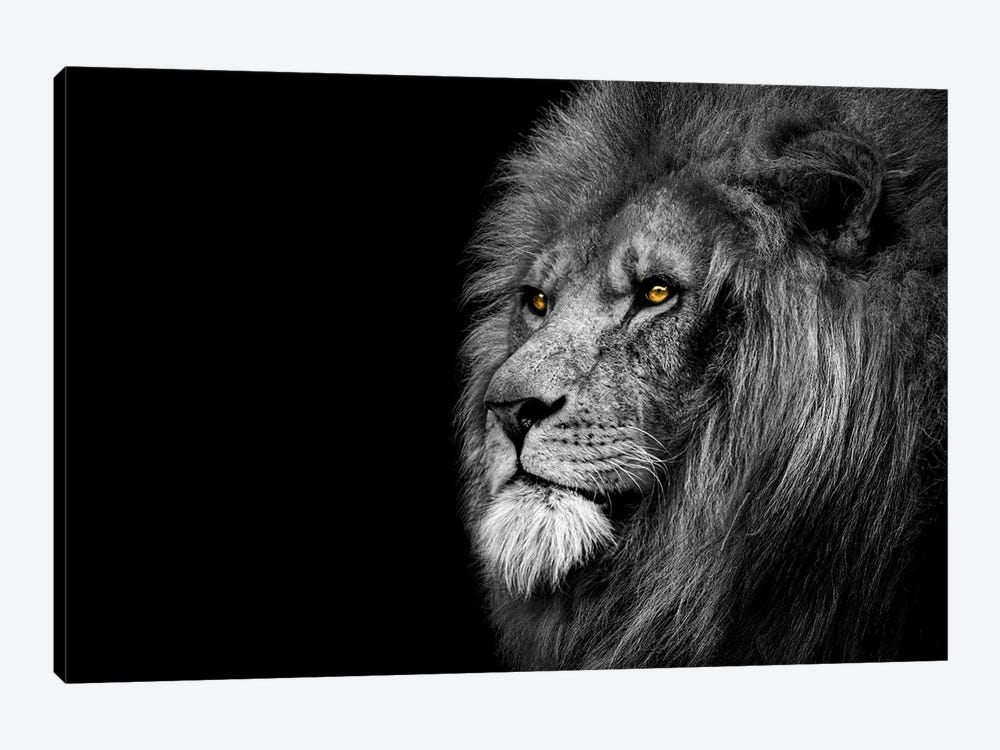 Lion Looking Off Black And White by Adrian Vieriu 1-piece Canvas Art