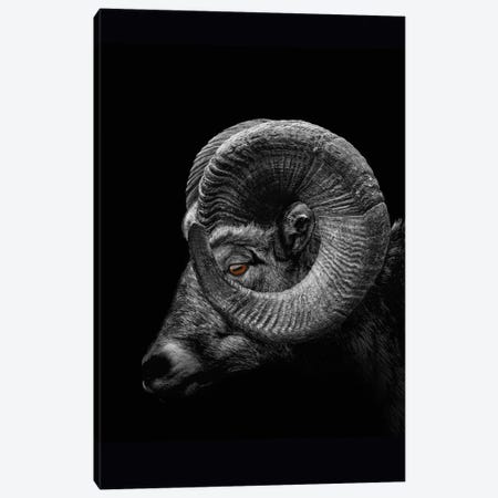 Ram, Profile Close Up Of Head And Horns Canvas Print #AVU3} by Adrian Vieriu Canvas Art