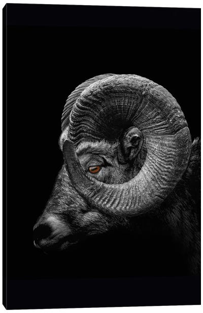 Ram, Profile Close Up Of Head And Horns Canvas Art Print - Sheep Art