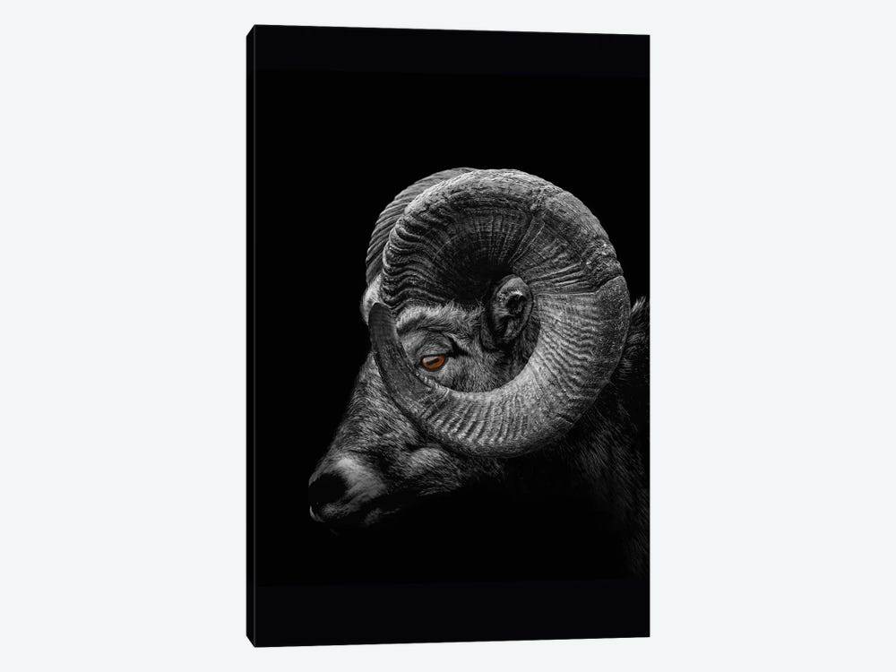 Ram, Profile Close Up Of Head And Horns by Adrian Vieriu 1-piece Canvas Art
