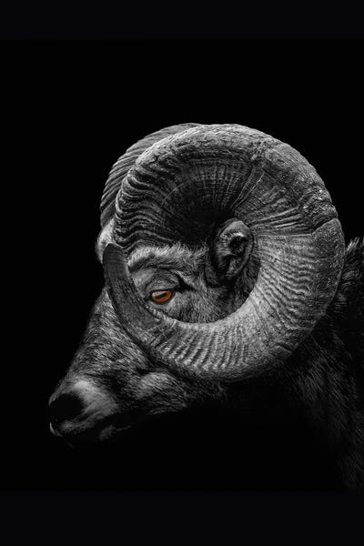 Sheep: Ram, Profile Close Up Of Head And Horns by Adrian Vieriu