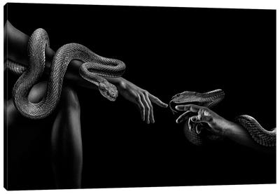 Fashion Woman With Snake, Creation Of Adam Black And White Canvas Art Print - Snake Art
