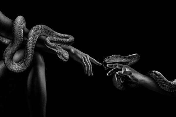 Reptiles & Amphibians: Fashion Woman With Snake, Creation Of Adam Black And White by Adrian Vieriu