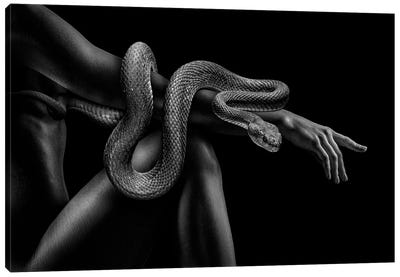 Fashion Woman With Snake, Black And White Creation Of Adam Canvas Art Print - Black & White Animal Art