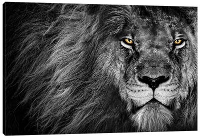Lion's Stare Black And White Canvas Art Print - Lion Art
