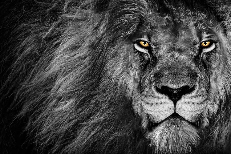 Lion's Stare Black And White