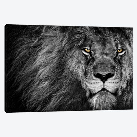 Lion's Stare Black And White Canvas Print #AVU42} by Adrian Vieriu Art Print