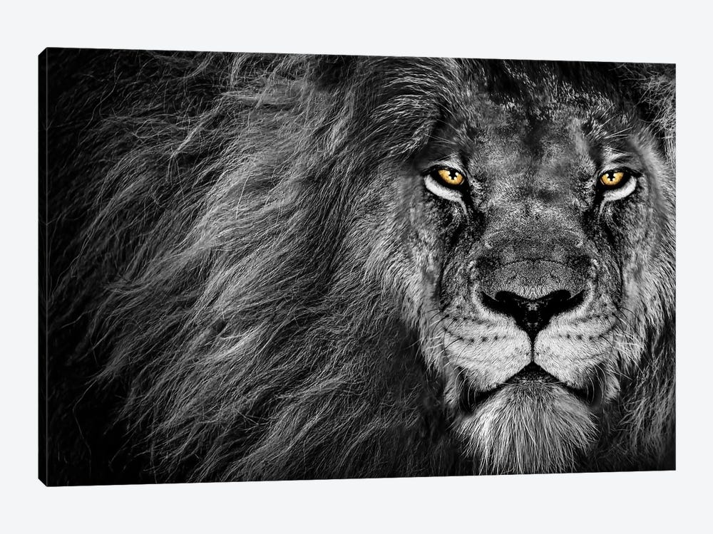 Lion's Stare Black And White by Adrian Vieriu 1-piece Art Print