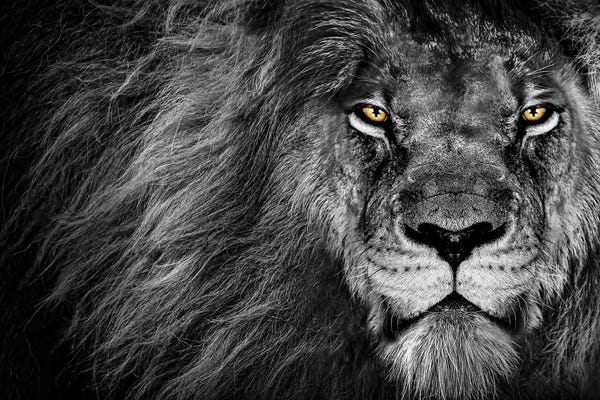 Lion's Stare Black And White