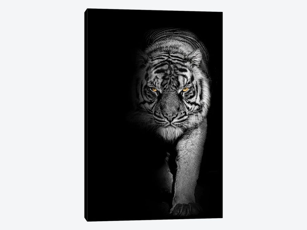 Tiger Prowl Black And White by Adrian Vieriu 1-piece Canvas Wall Art
