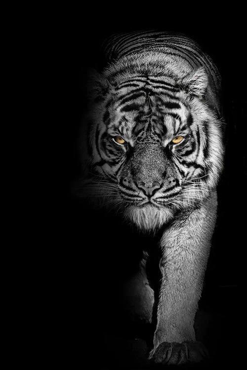 Tiger Prowl Black And White