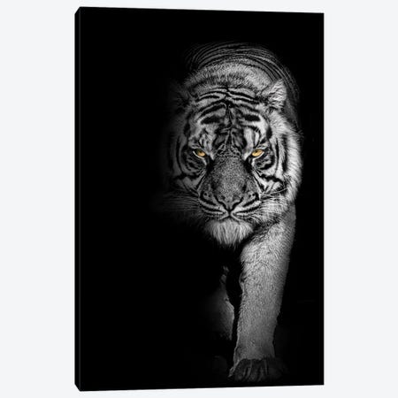 Tiger Prowl Black And White Canvas Print #AVU43} by Adrian Vieriu Art Print