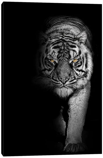 Tiger Prowl Black And White Canvas Art Print - Adrian Vieriu
