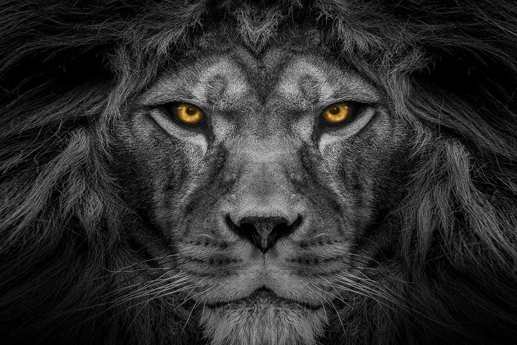 Lion Centered Stare Black And White With Color Eyes