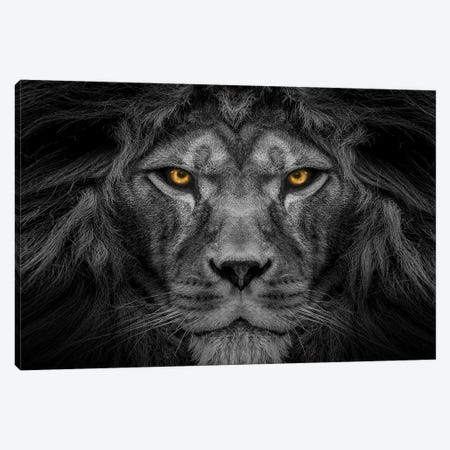 Lion Centered Stare Black And White With Color Eyes Canvas Print #AVU44} by Adrian Vieriu Canvas Art