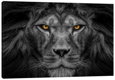 Lion Centered Stare Black And White With Color Eyes Canvas Art Print - Adrian Vieriu