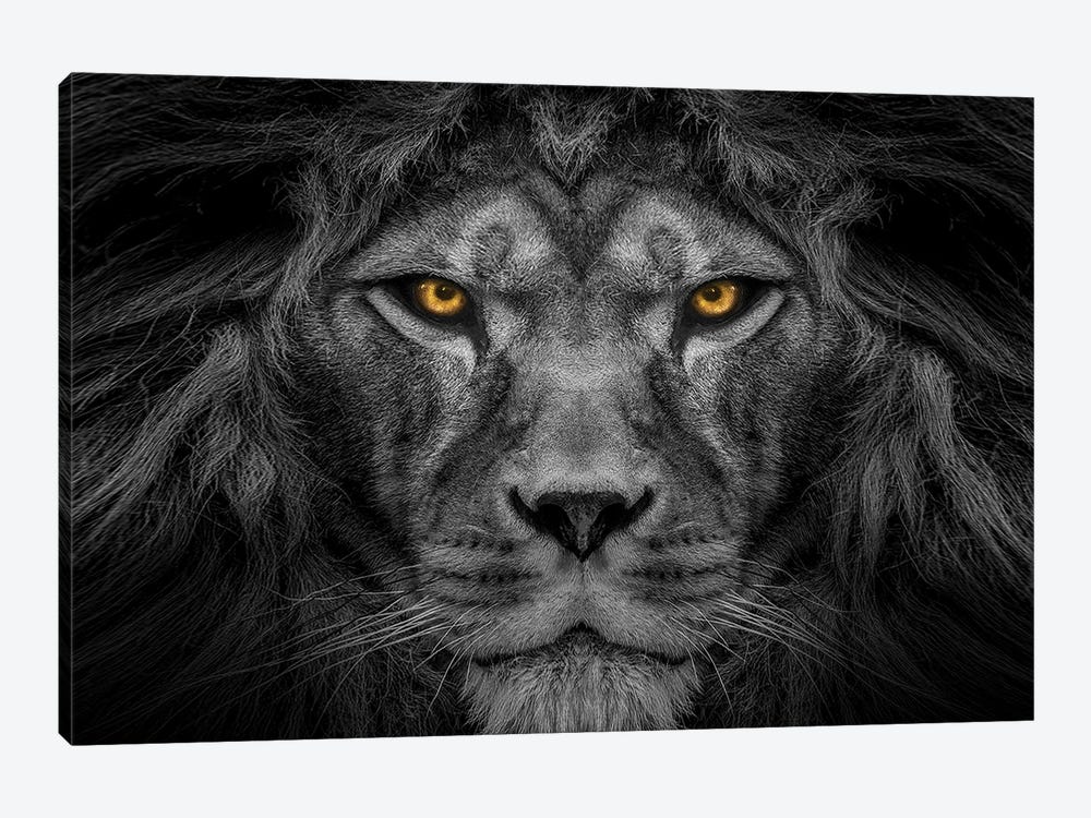 Lion Centered Stare Black And White With Color Eyes by Adrian Vieriu 1-piece Canvas Print