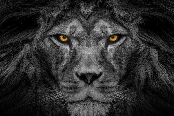 Giclee Features: Lion Centered Stare Black And White With Color Eyes by Adrian Vieriu