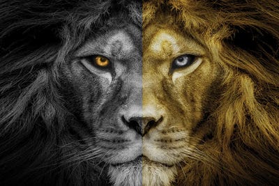 Lion Split Black And White Face by Adrian Vieriu framed canvas print