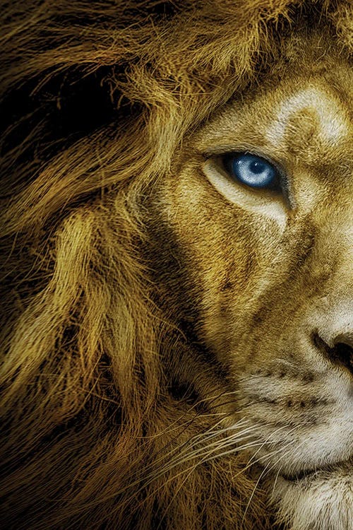 Lion With Blue Eyes Half Face