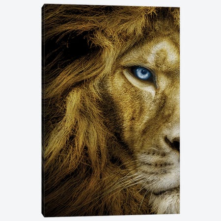 Lion With Blue Eyes Half Face Canvas Print #AVU46} by Adrian Vieriu Canvas Art