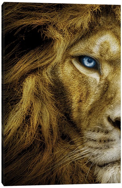 Lion With Blue Eyes Half Face Canvas Art Print - Adrian Vieriu