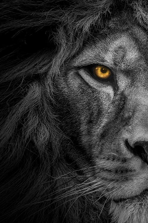 Lion Black And White With Color Eyes Half Face