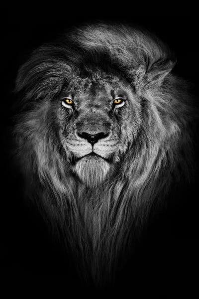 Lions: Lion With Color Eyes Full Mane Portrait by Adrian Vieriu