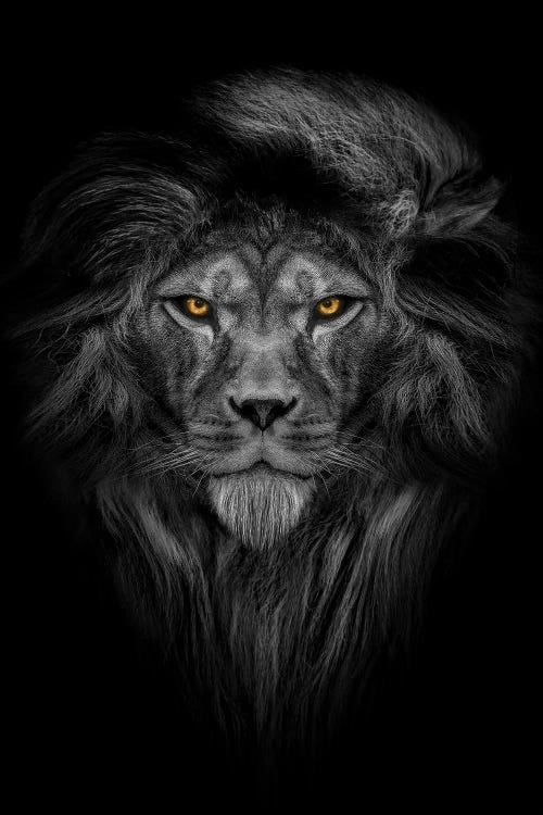 Lion With Color Eyes Full Mane Portrait II